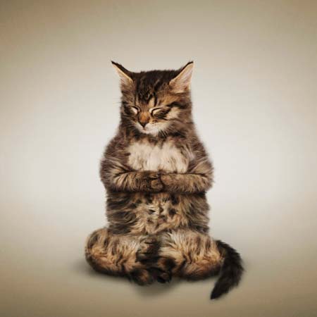 Kitty Kingdom Yoga_cat_2